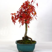 Bonsai Bordo do Japo 6 anos